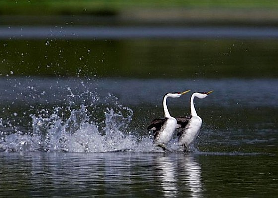 Dancing Grebes